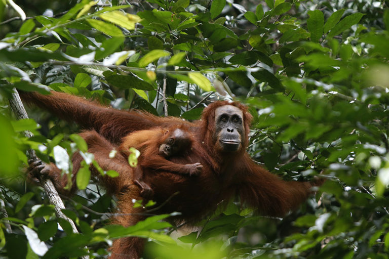 Keanekaragaman Satwa: Kekayaan Alam yang Harus Dilestarikan